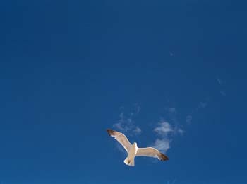N49sSeagullspreadbluesky