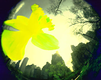 B14xDaffodilfisyeskylinePP
